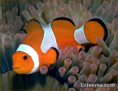 Clownfish 