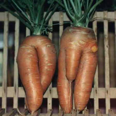 Carrot with dick