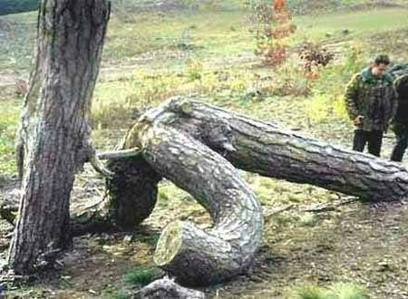 7 Weird X-rated Pictures Of Mother Nature