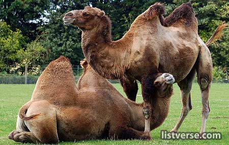 Bactrian-Camel-Web