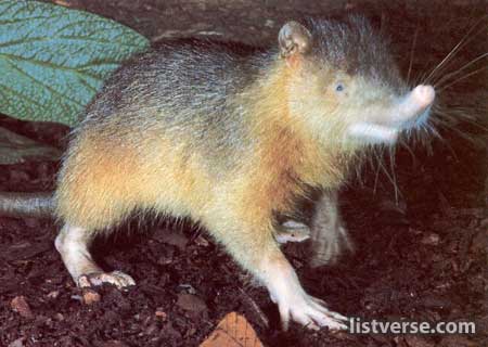 Hispaniolan-Solenodon