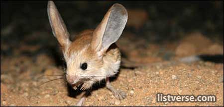  44284741 Jerboa 416203