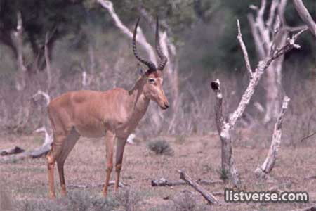 Top 10 Evolutionarily Unique Animals - 58