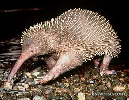 Echidna