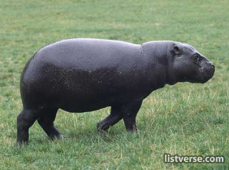 Pygmyhippo