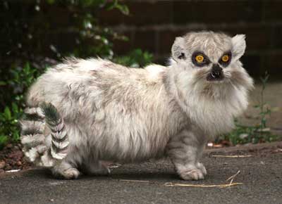 Lemurat